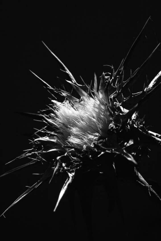 le chardon mort - Mohamed Harireche