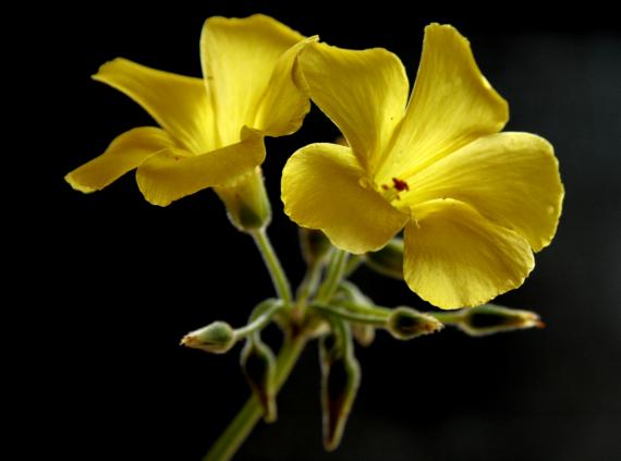 oxalis - Mohamed Harireche