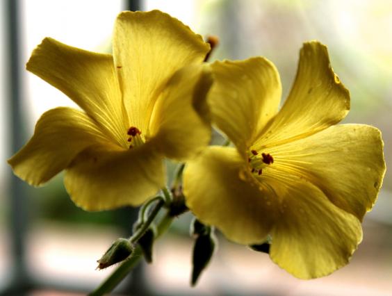 oxalis 2 - Mohamed Harireche