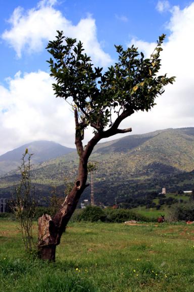 paysage de lakhdaria 2 - Mohamed Harireche