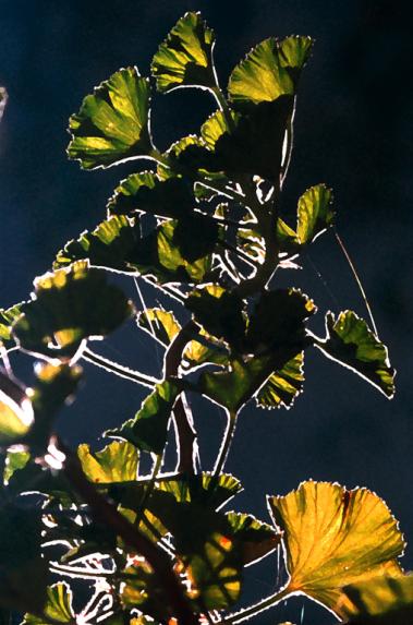 pélargonium en contre- jour - Mohamed Harireche