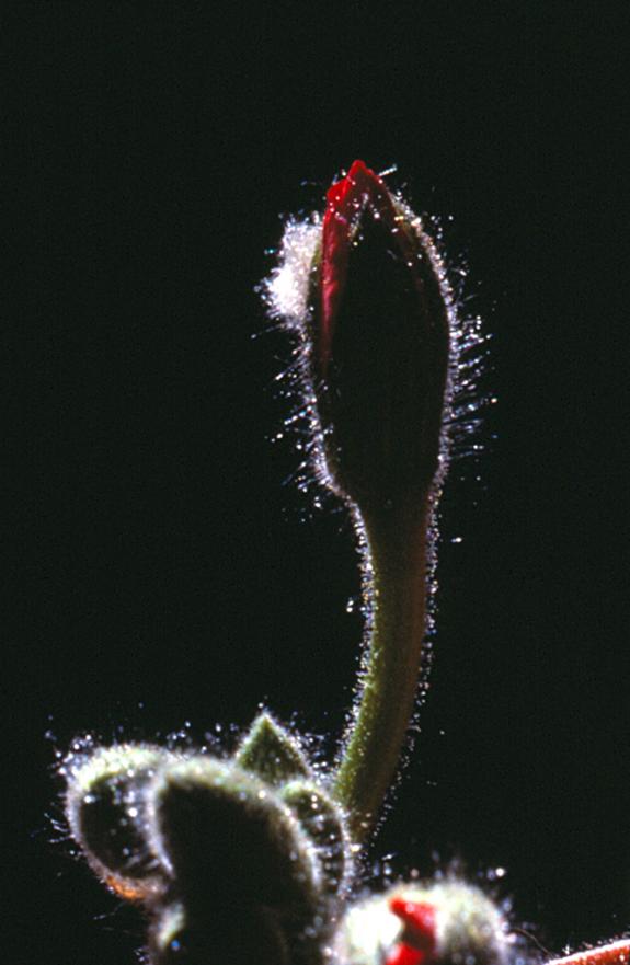 pélargonium 3 - Mohamed Harireche
