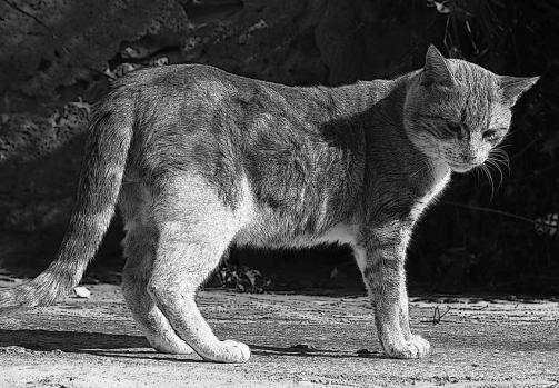 portrait d'un chat - Mohamed Harireche
