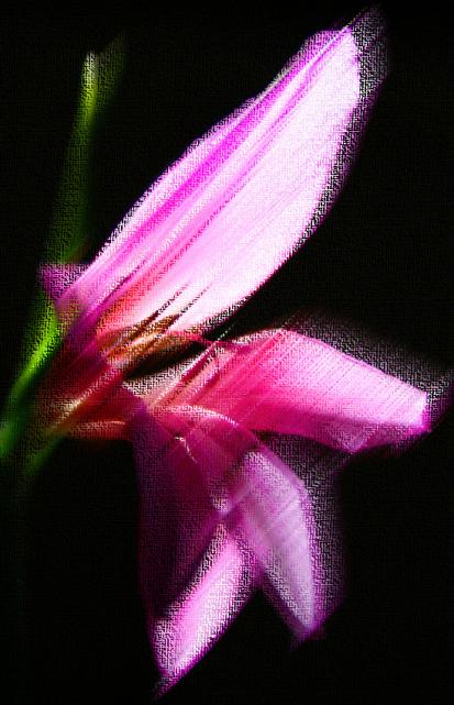 une fleur traité 3 - Mohamed Harireche