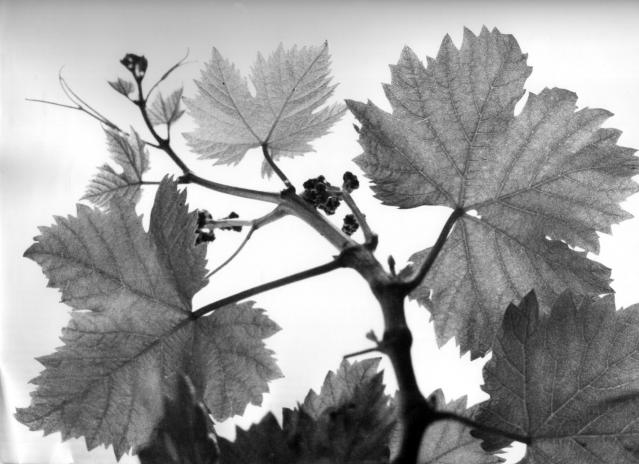 une vigne 2 - Mohamed Harireche - Click to enlarge