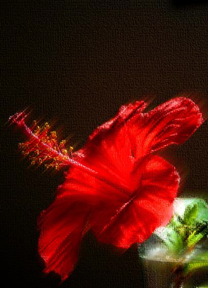un hibiscus avec effets - Mohamed Harireche