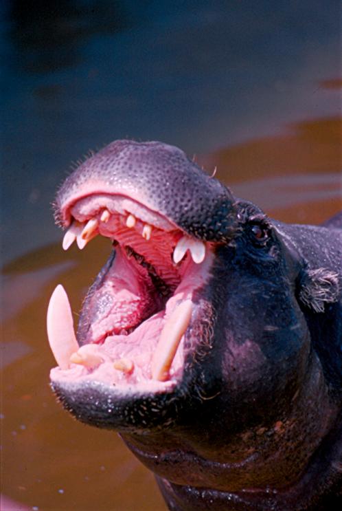 un hippopotame - Mohamed Harireche