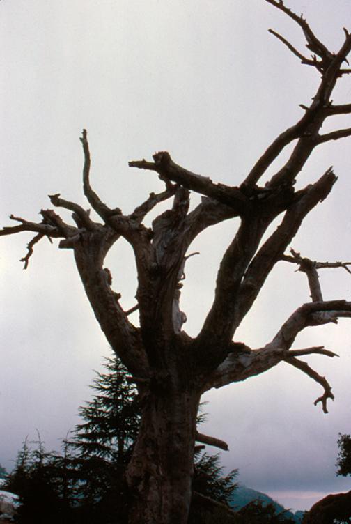 le viel arbre - Mohamed Harireche