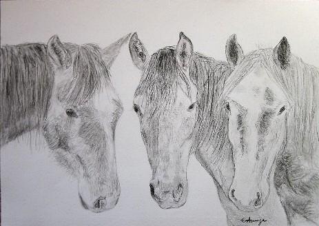 3 chevaux - Elodie Aumage