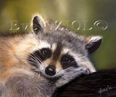 Racoon - Eve Oziol