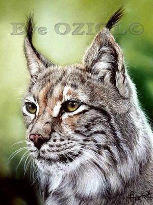 Bigcat - Eve Oziol