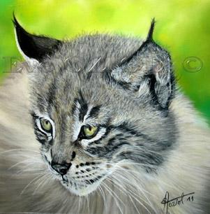 Baby lynx - Eve Oziol