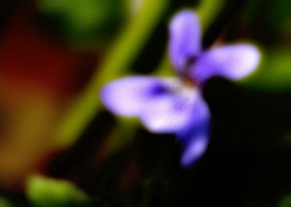 FleurBleue - Luc Pottiez