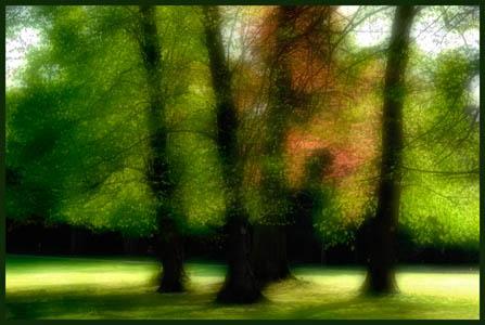 Arbres - Luc Pottiez
