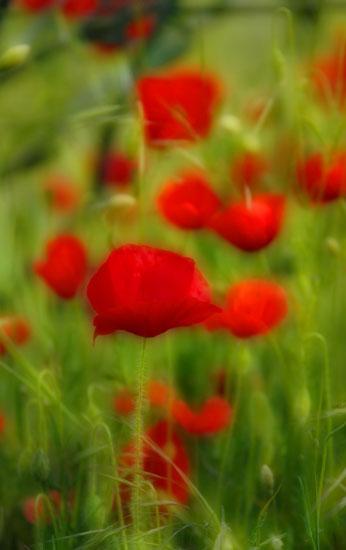Coquelicots