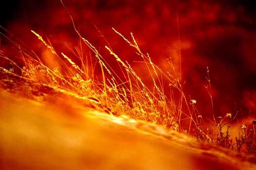 Herbes de Feu - Luc Pottiez