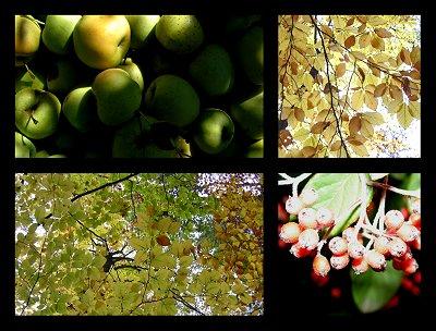Fruits et branches - Anne Bertino