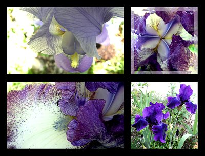 Iris - Anne Bertino