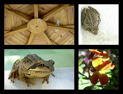 Prince charmant ? - Anne Bertino