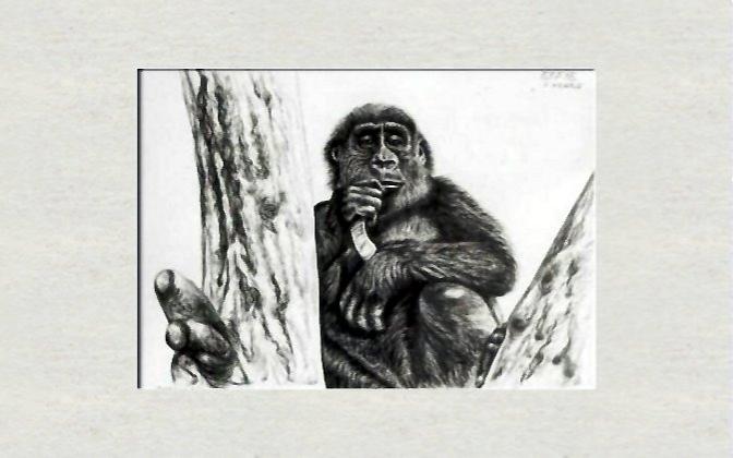 Gorilla baby, 3 years old, Copenhagen Zoo - Dan Civa - Click to enlarge