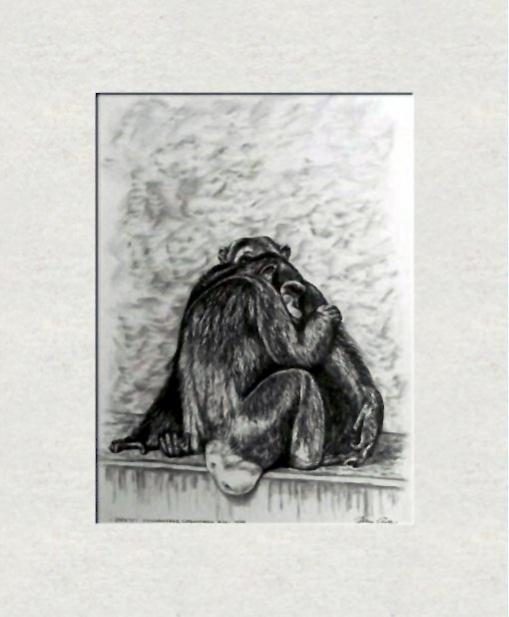 Chimpanzees, Copenhagen Zoo - Dan Civa