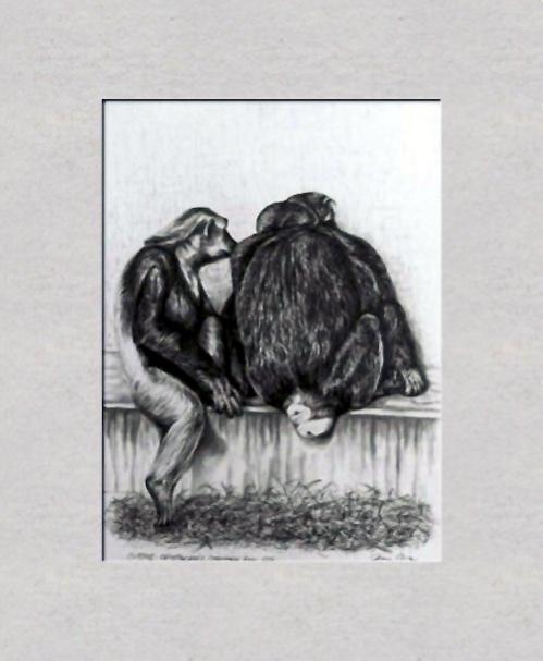Chimpanzees, Copenhagen Zoo - Dan Civa