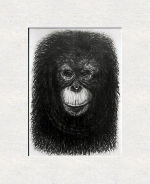 Orangutang portrait - Dan Civa