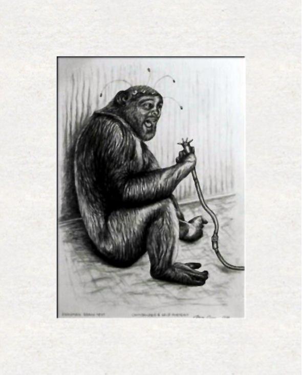 Chimpanzee with  self portrait - Dan Civa - Cliquer pour afficher en grand