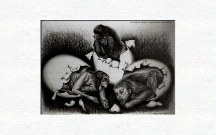 Chimpanzees and self portraits - Dan Civa - Cliquer pour afficher en grand