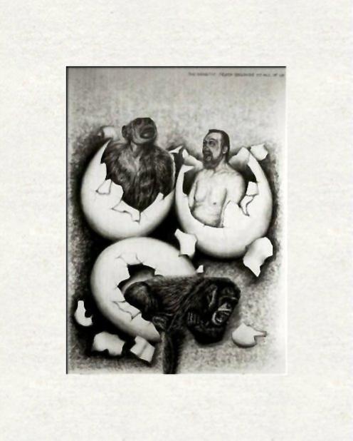 Chimpanzees and self portrait - Dan Civa