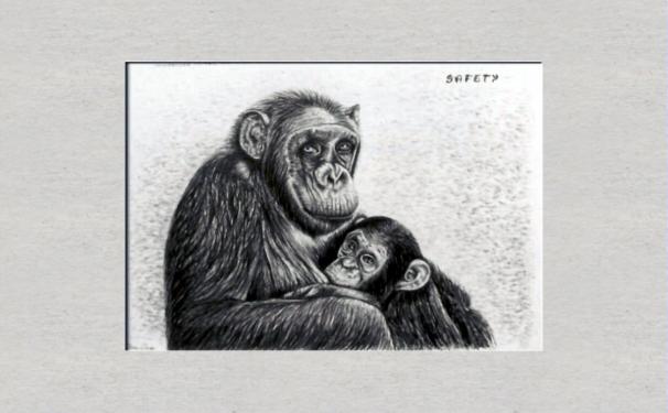 Chimpanzee with baby - Dan Civa - Click to enlarge