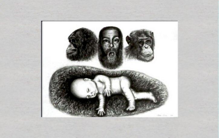 Chimpanzees and self portrait - Dan Civa - Click to enlarge