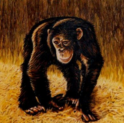 Chimpanzee walking - Dan Civa