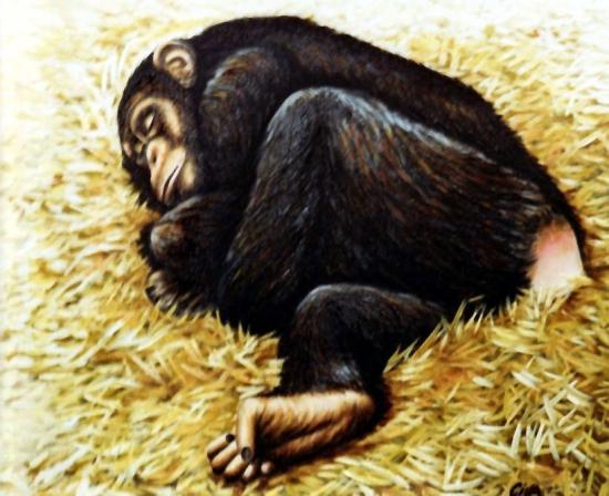 Chimpanzee sleeping - Dan Civa