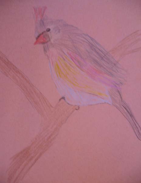 Cardinal - Brigitte Poulin