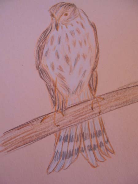 Oiseau Proie - Brigitte Poulin