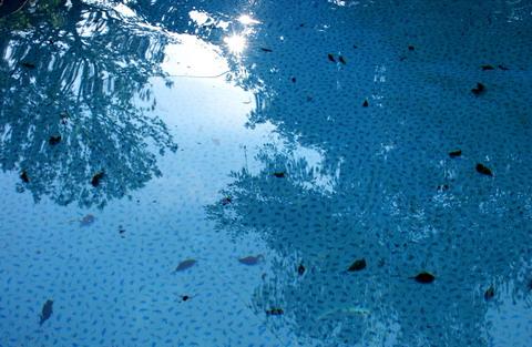 Rangeons la piscine - Laurence Grandemange