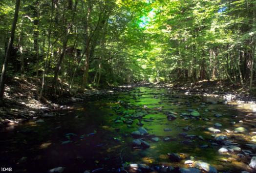Dingman's Stream - Thomas Jewusiak