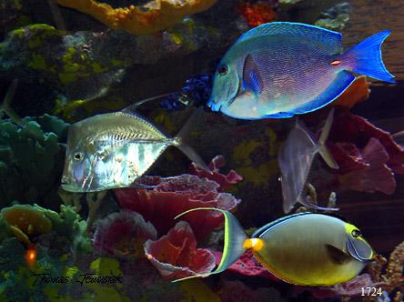 Tropical Fish - Thomas Jewusiak