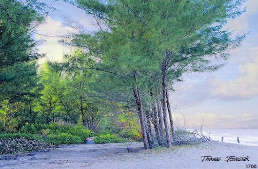 Beach Woods - Thomas Jewusiak