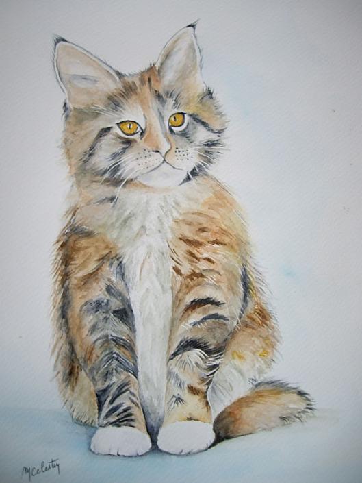 Chaton Maine Coon - Marie Celestin