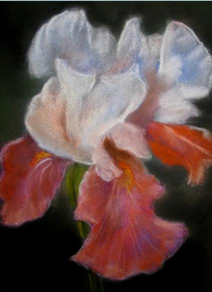iris orange - Bchira Arfaoui