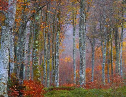 arc en bois - Berthier Philippe