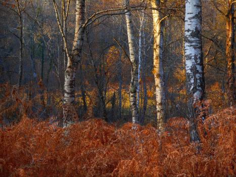 au fin fond des bois - Berthier Philippe
