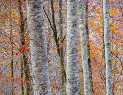 automne2 - Berthier Philippe