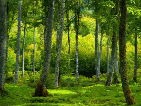 green1 - Berthier Philippe