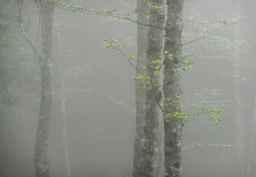 invisible - Berthier Philippe - Click to enlarge