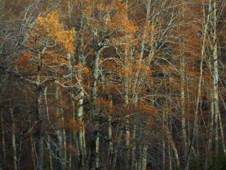 orange - Berthier Philippe