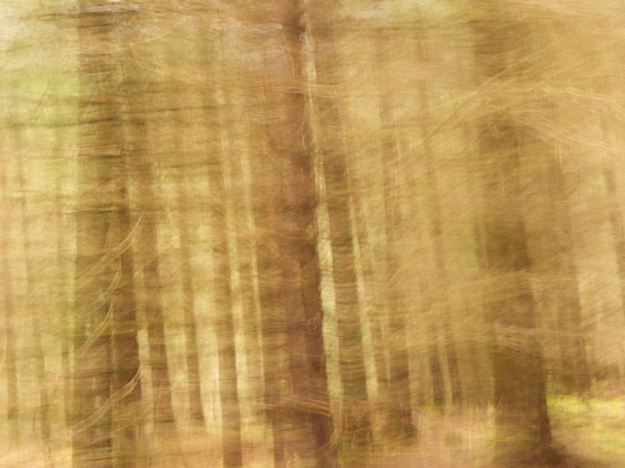 tremblement - Berthier Philippe - Click to enlarge