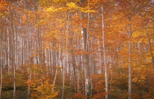 wood - Berthier Philippe